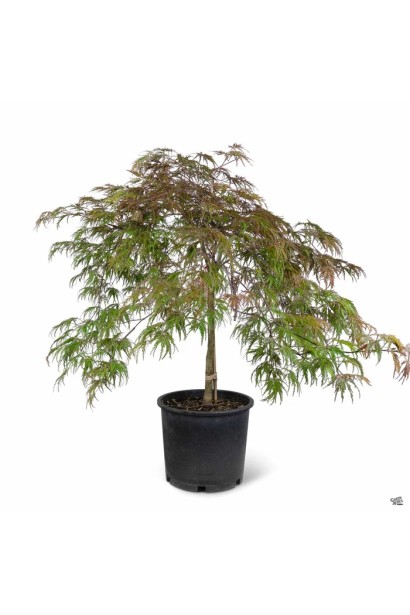 Саджанець Клен віяловий Інаба-шідара